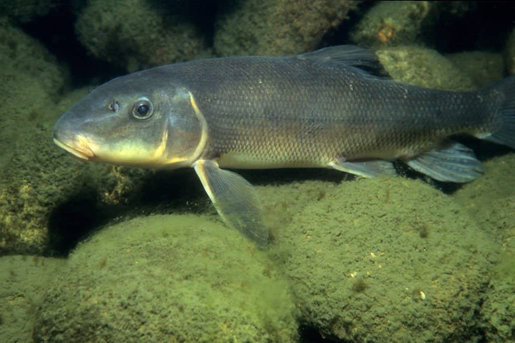 Pesce pollone bianco