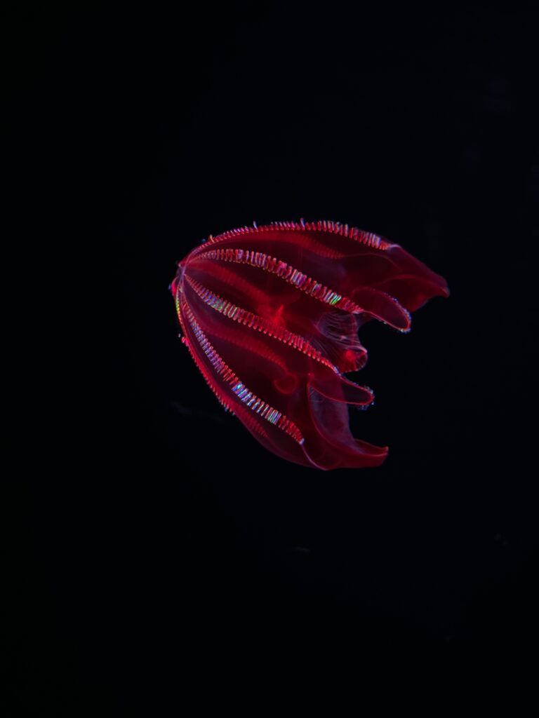 Meduse a pettine sanguinante
