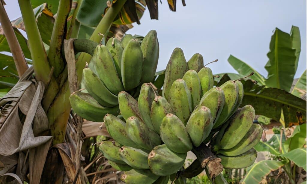 Piantaggine contro banana