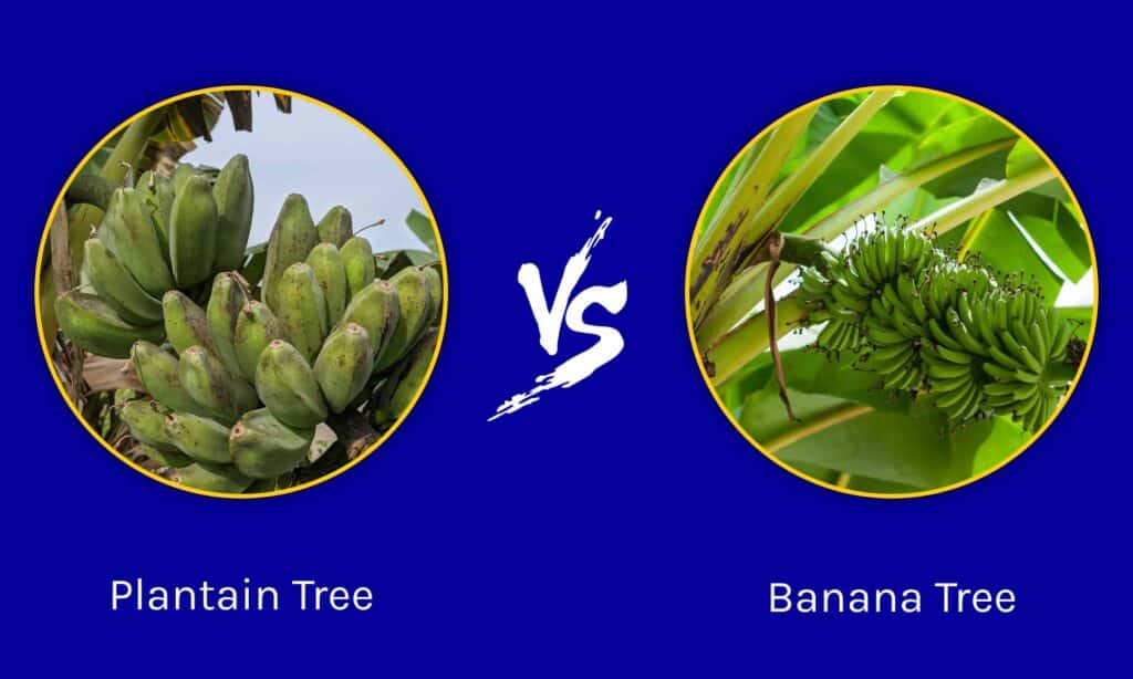 Albero di piantaggine contro albero di banana