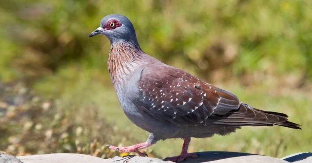 Il piccione dagli occhi rossi cammina su una roccia per andare a mangiare