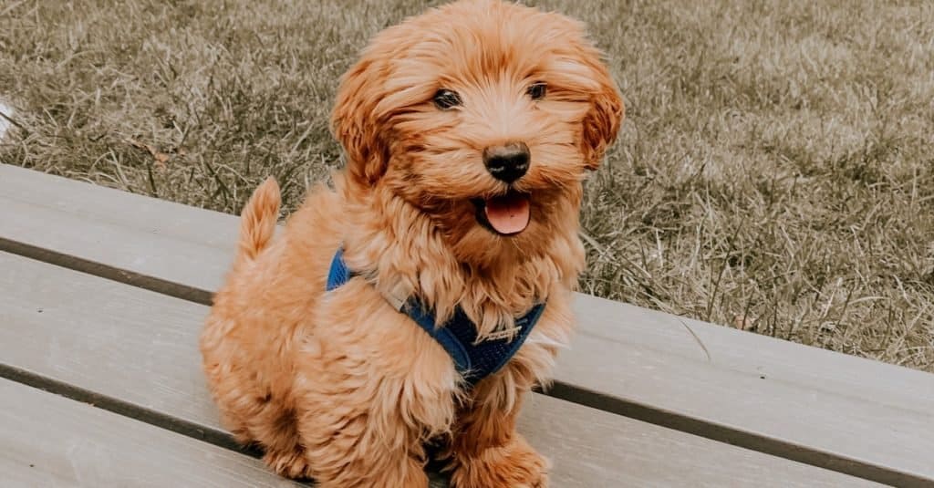 F1 vs F1B vs F2 Goldendoodle
