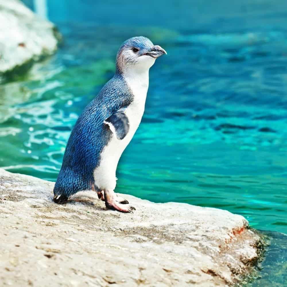 pinguino fata in piedi su una roccia accanto a un corpo d'acqua Bluegreen.  Il pinguino di fuoco ha piume blu iridescenti lungo la schiena e sopra la testa.  Il suo ventre è di piume bianche.