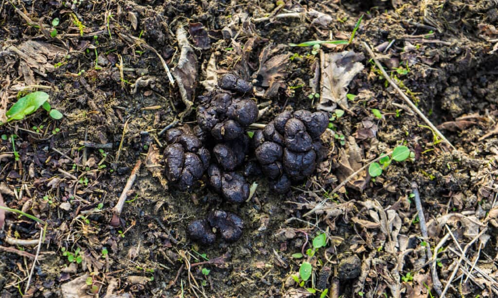 Cacca di maiale