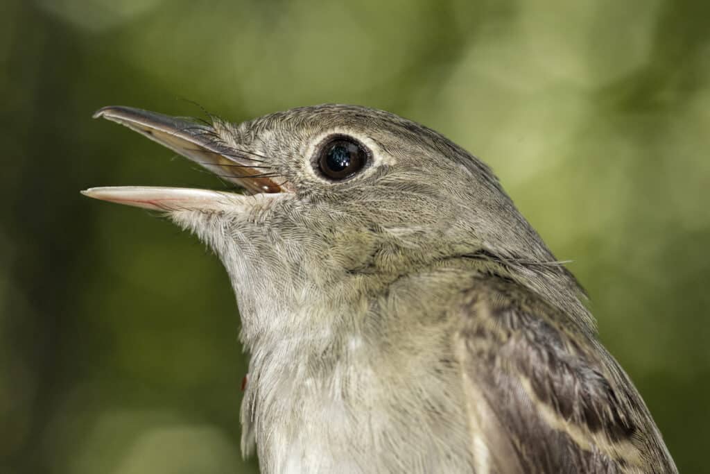 Pigliamosche acadiano