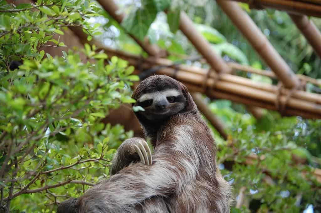 Un bradipo al Dallas World Aquarium, USA