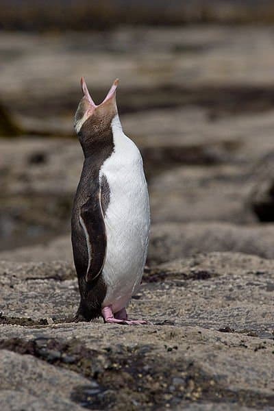 Un pinguino dagli occhi gialli (Megadyptes antipodes) nella Curio Bay, Nuova Zelanda.