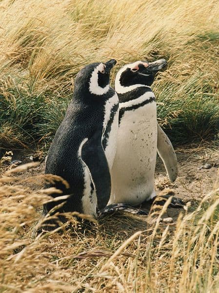 Una coppia di pinguini di Magellano