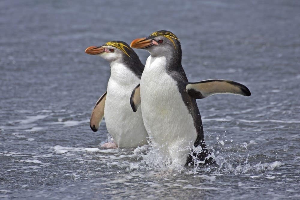 Due pinguini reali nell'acqua, Isole Macquarie, Australia