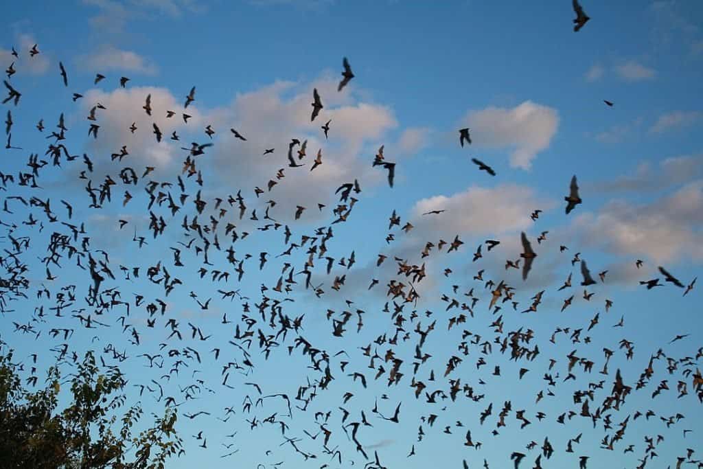 Pipistrelli messicani dalla coda libera che escono dalla grotta dei pipistrelli di Bracken