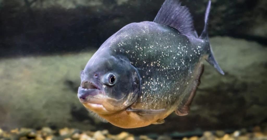 il pesce piranha nuota nell'acqua