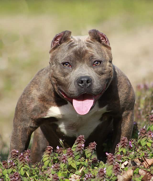 Una tasca da bullo americana marrone, femmina