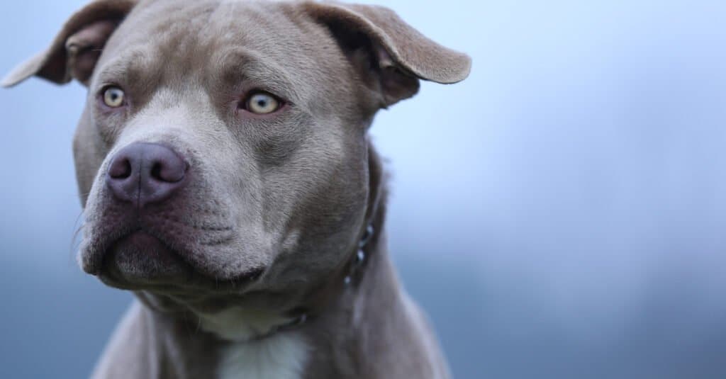 Pitbull blu