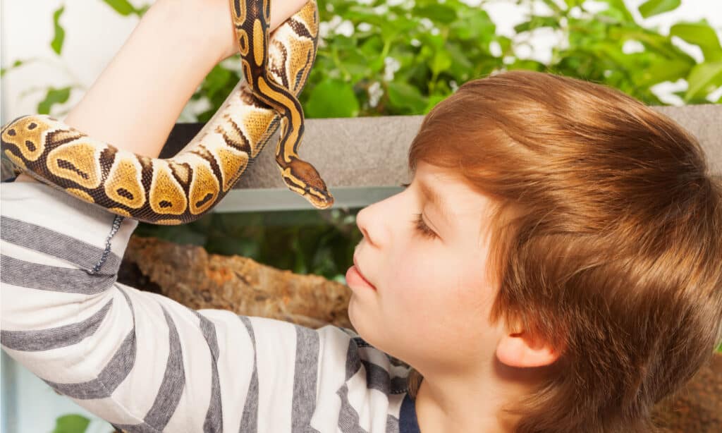 I serpenti hanno emozioni