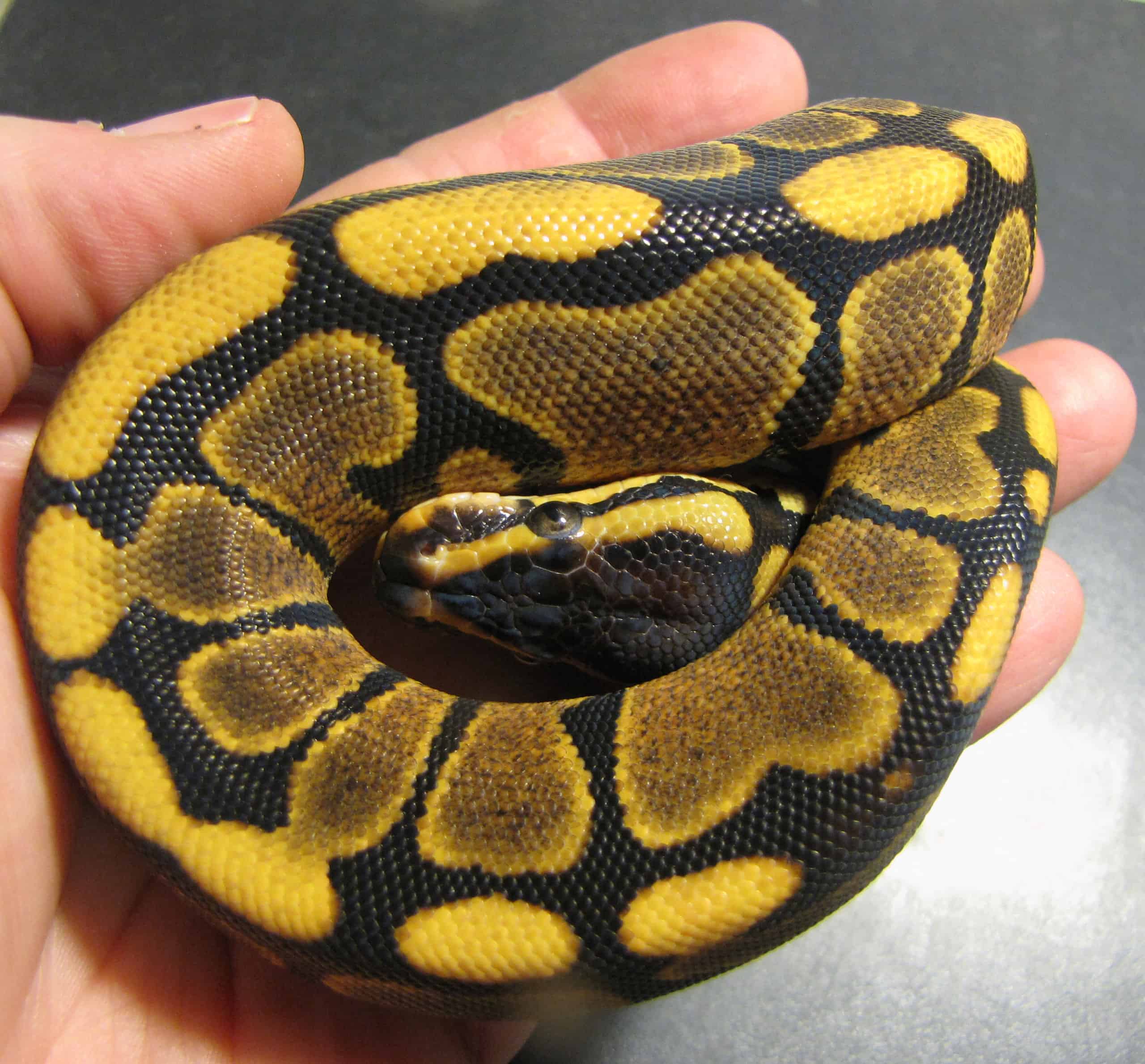 pitone giallo della pancia del bambino