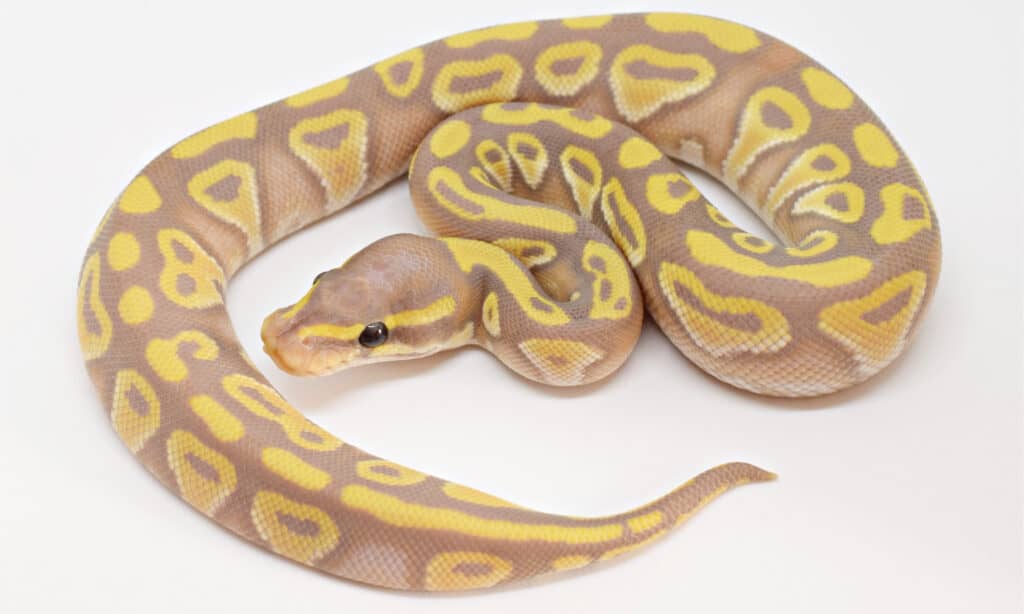 A $ 445.800 questo è il serpente più costoso del mondo!