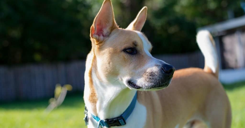 Pitbull terrier americano Un Pitsky (<a https://az-animals.com/animals/american-pit-bull-terrier/