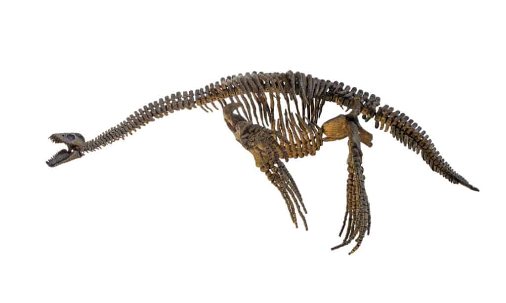 Plesiosauro