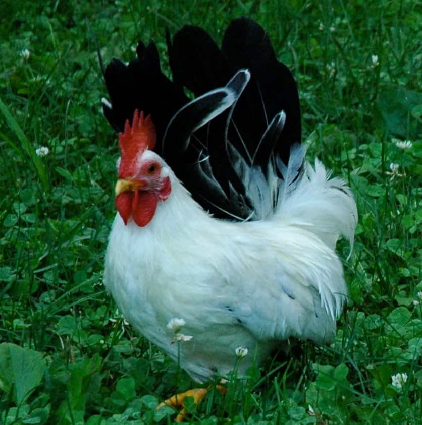 Bantam giapponese