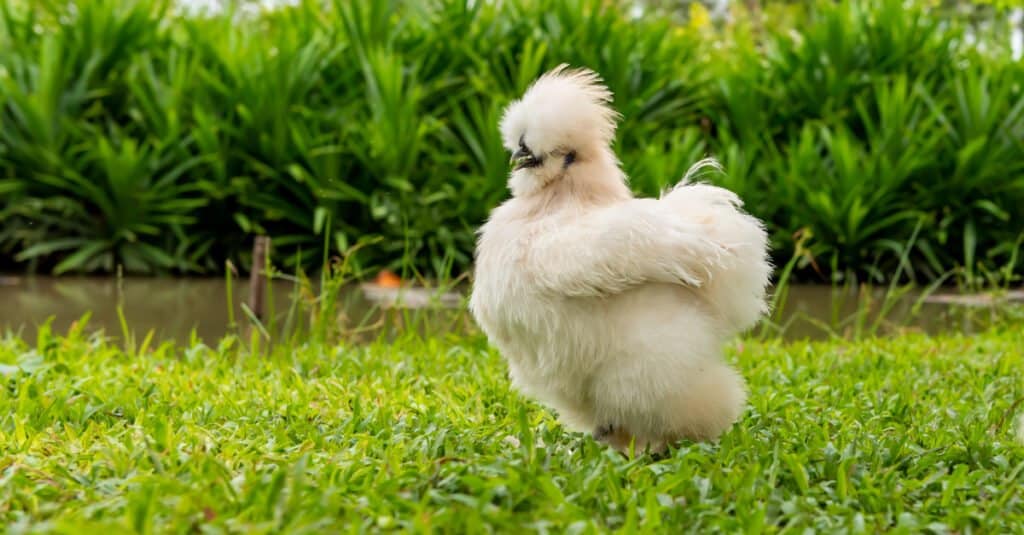 Pollo Silkie che vaga nel cortile