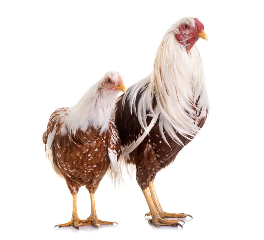 Pollo Yokohama