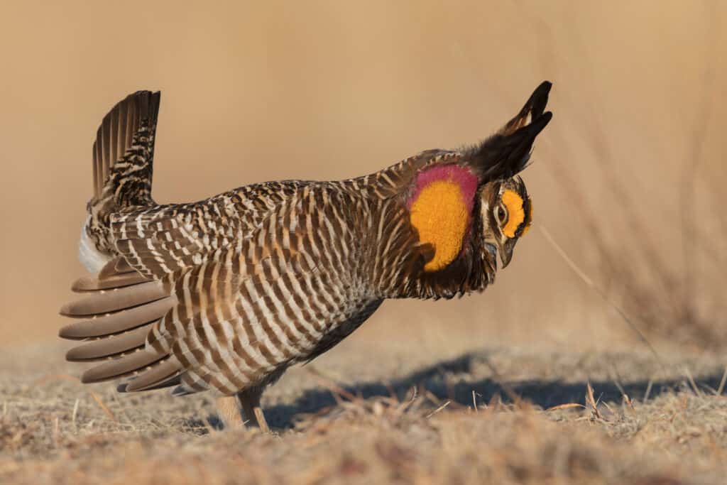 Pollo della prateria maggiore maschio che esegue corteggiamento