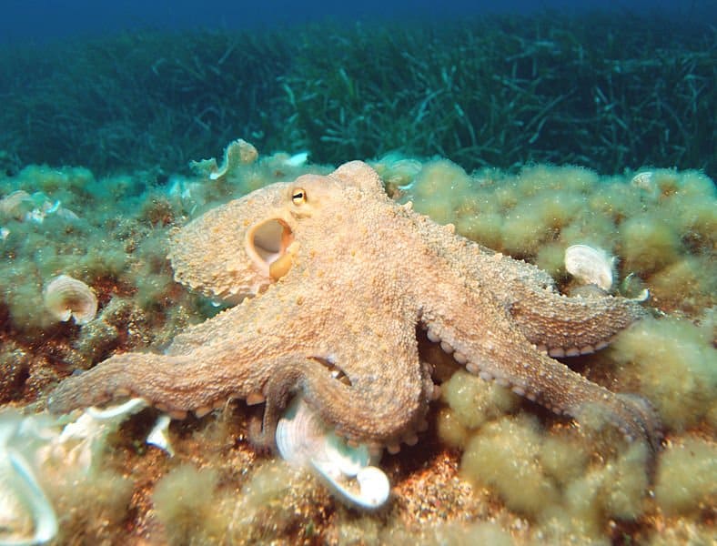 Polpo sul fondo dell'oceano