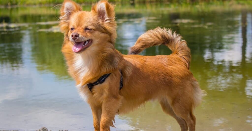 Pomchi vicino allo stagno d'acqua per godersi il sole.