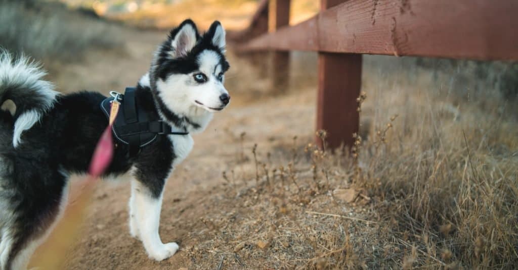 Pomskij contro Husky