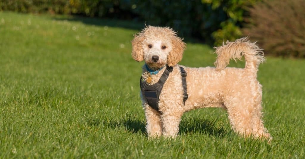 Cane Poochon che indossa un'imbracatura nera in piedi con la coda sull'erba verde in un parco.