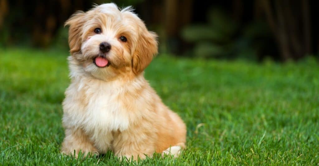 Havanese contro Shih Tzu