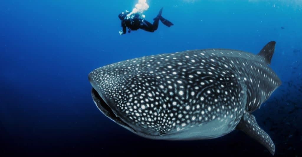 Il pesce più grande: lo squalo balena