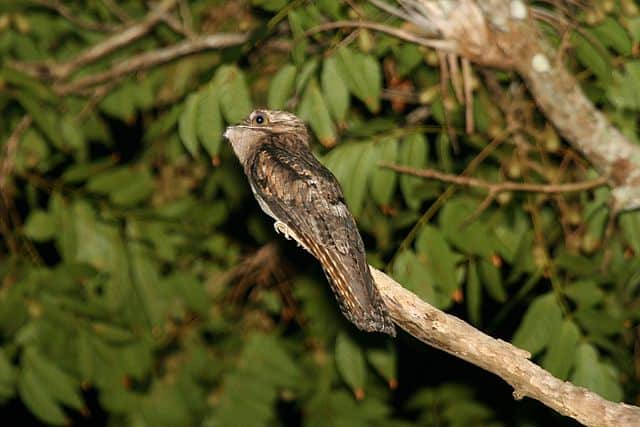Un potoo settentrionale appollaiato su un ramo su uno sfondo di foglie verdi