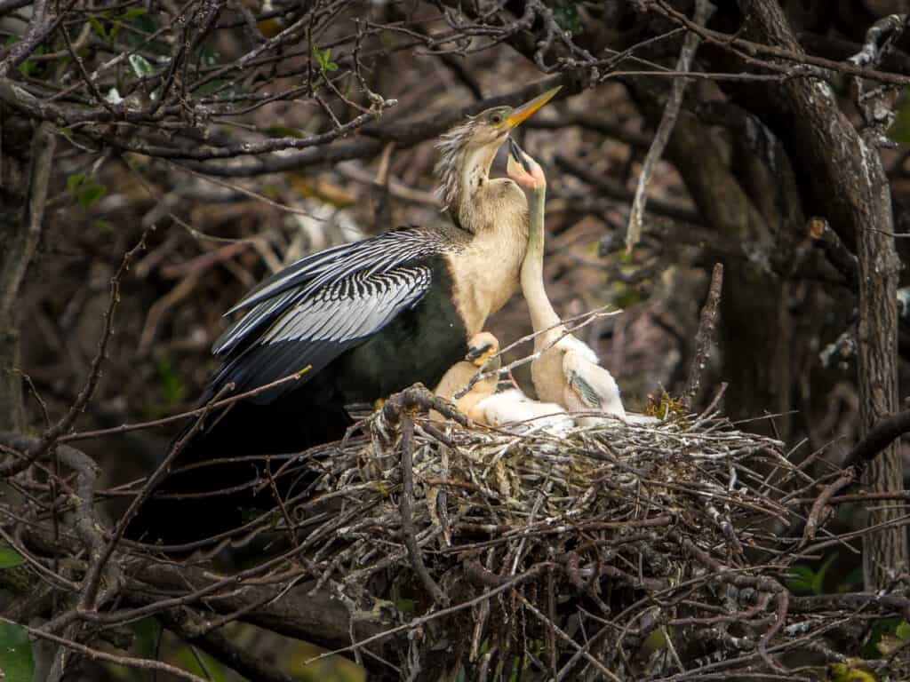 Anhinga e nido