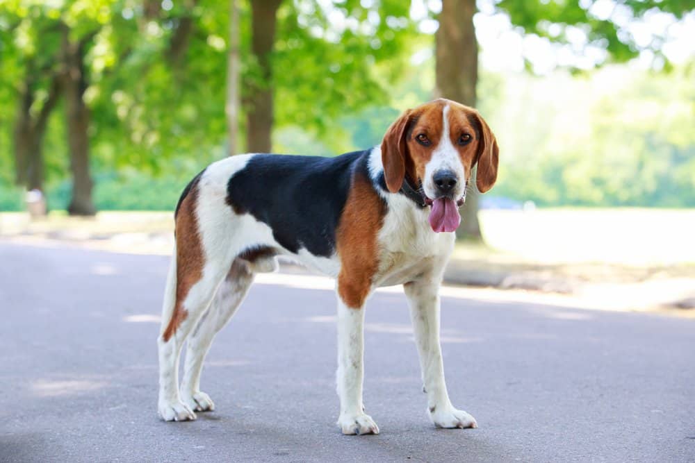Un foxhound americano in piedi su un marciapiede lastricato circondato da alberi con la lingua fuori.
