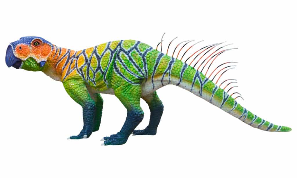 Psittacosaurus in piedi su tutti e quattro i piedi su sfondo bianco