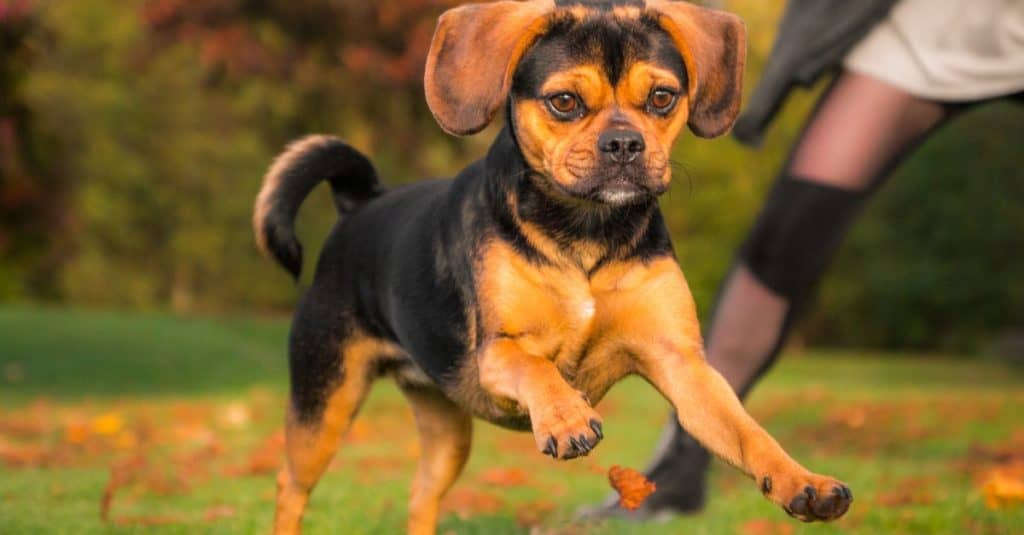 Primo piano di un simpatico Puggle che gioca fuori in autunno