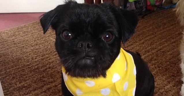 Cure Pugshire guardando la telecamera