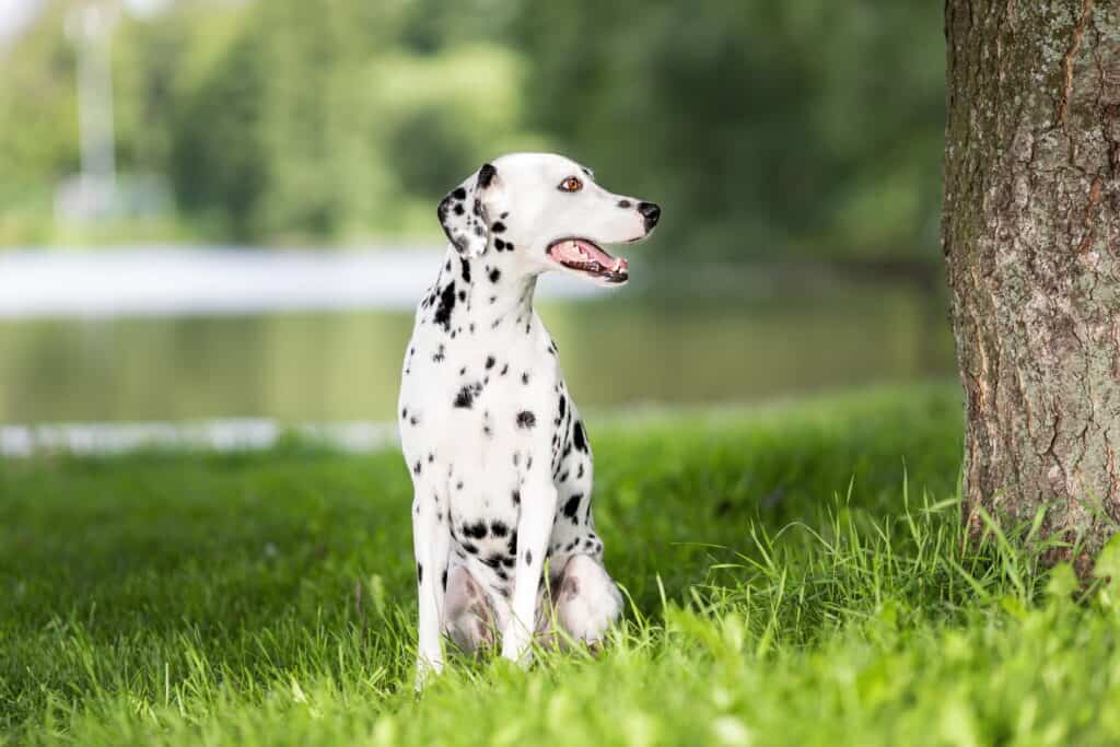 dalmata