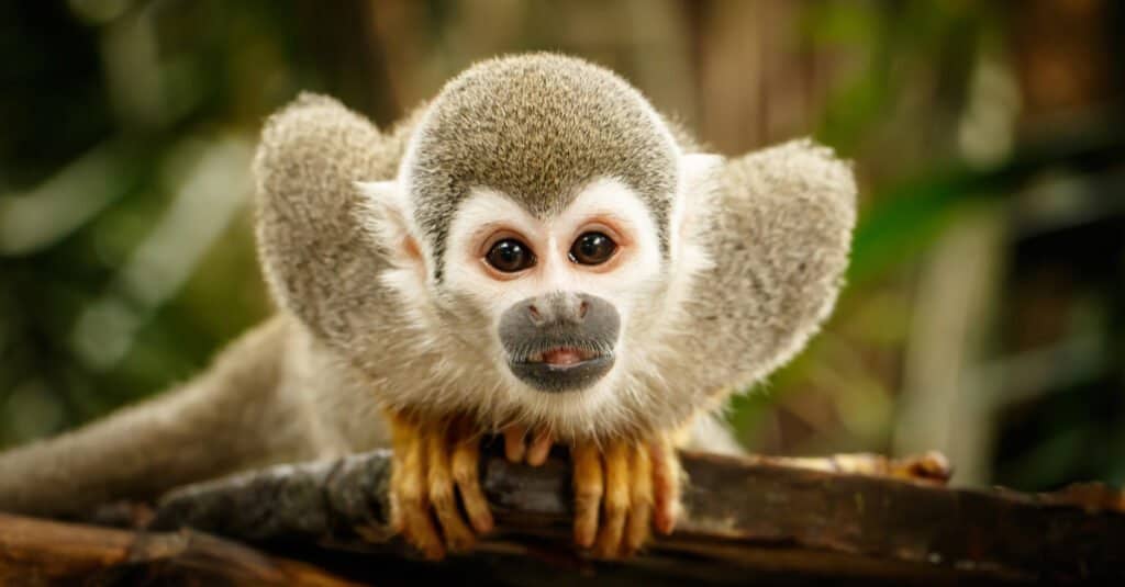 "Sono giocosi come scimmie" è una delle tante comuni analogie con gli animali.