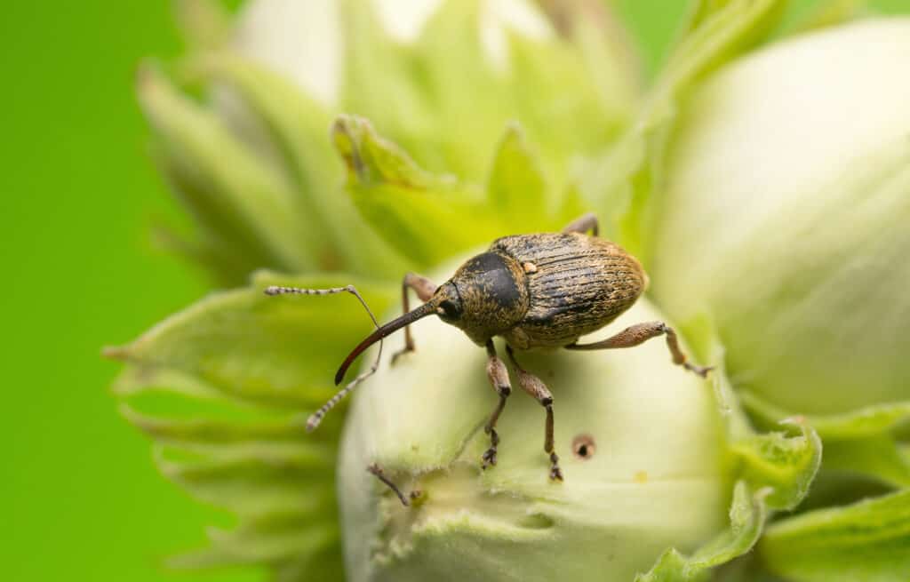 Curculione della noce su una pianta