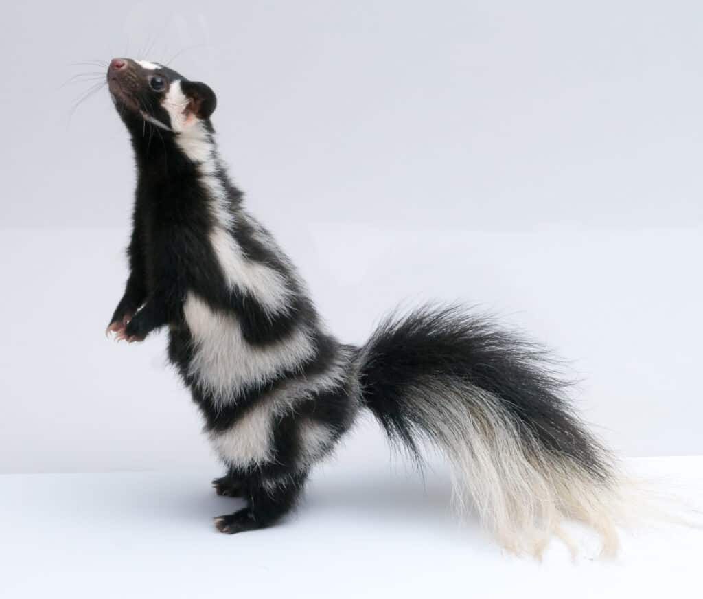 Puzzola maculata