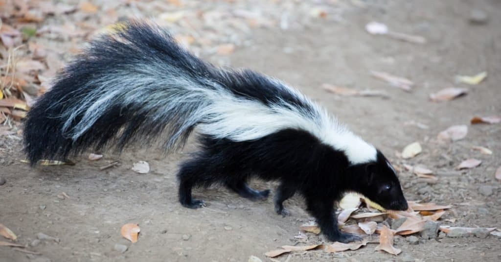 Skunk a strisce - Mephitis mephitis.  Rancho San Antonio County Park, California, Stati Uniti d'America.