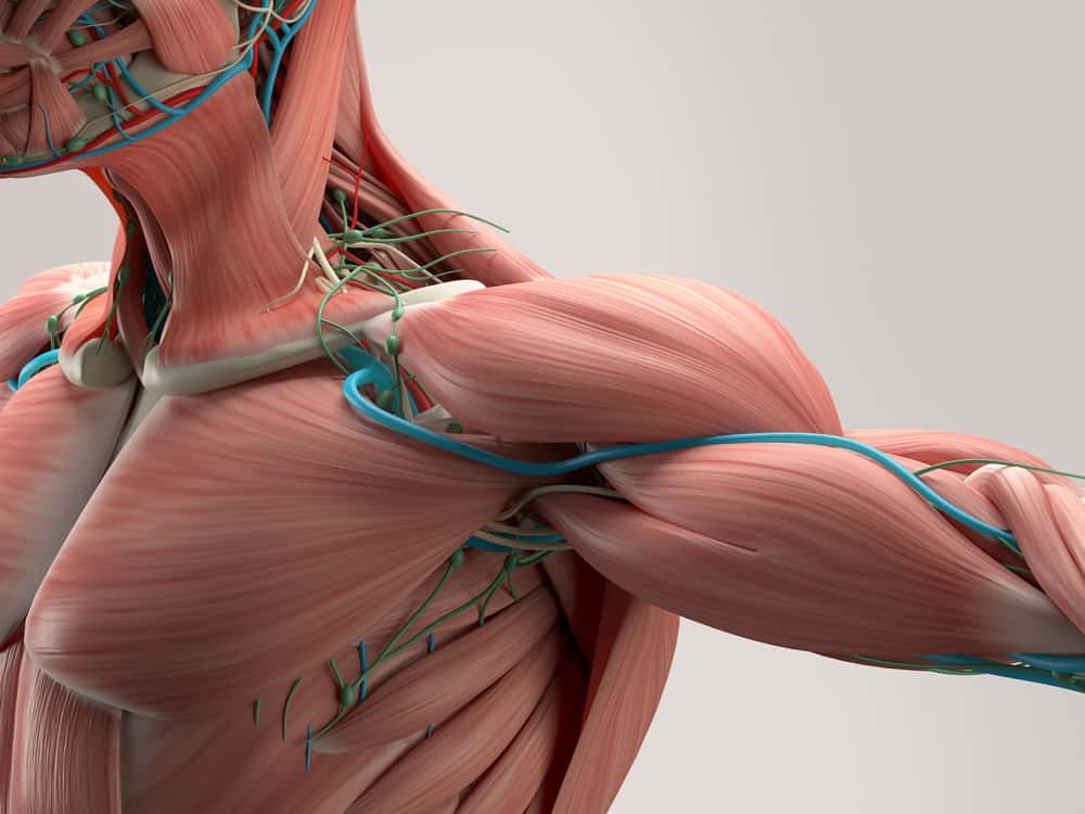 Umano,Anatomia,Dettaglio,Di,Spalla.,Muscolo,,Arterie,On,Plain,Studio