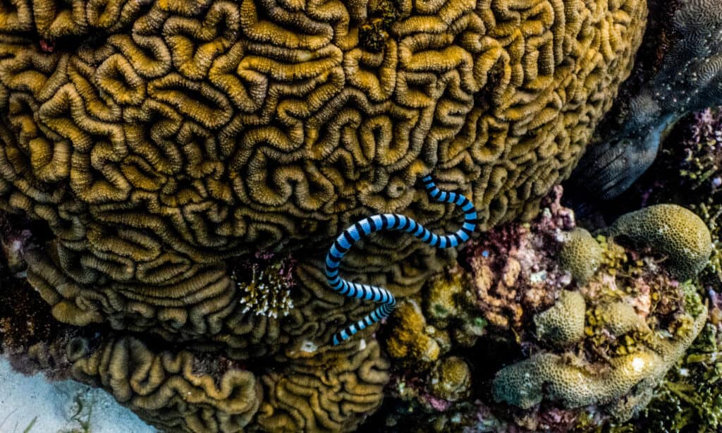 Il serpente di mare di Belcher