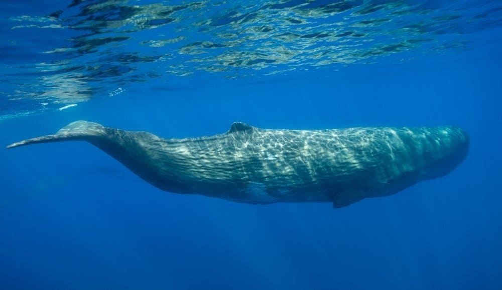 Maschio di capodoglio nuoto, Mar Ligure, Santuario Pelagos, Mediterraneo, Italia.