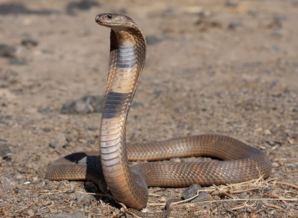 cobra del Caspio