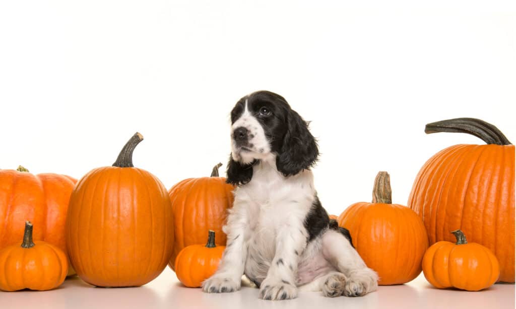Cucciolo di cocker spaniel bianco e nero circondato da zucche su sfondo bianco