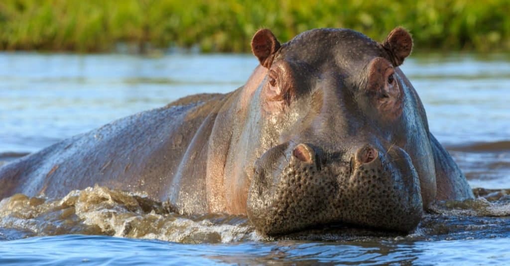 Animali più pesanti: ippopotamo