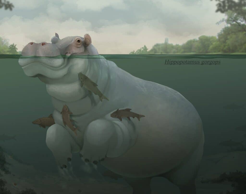 Gorgops di ippopotamo